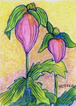 "Little Slipper" by Tom Lieder, Janesville WI - Colored Pencil & Ink